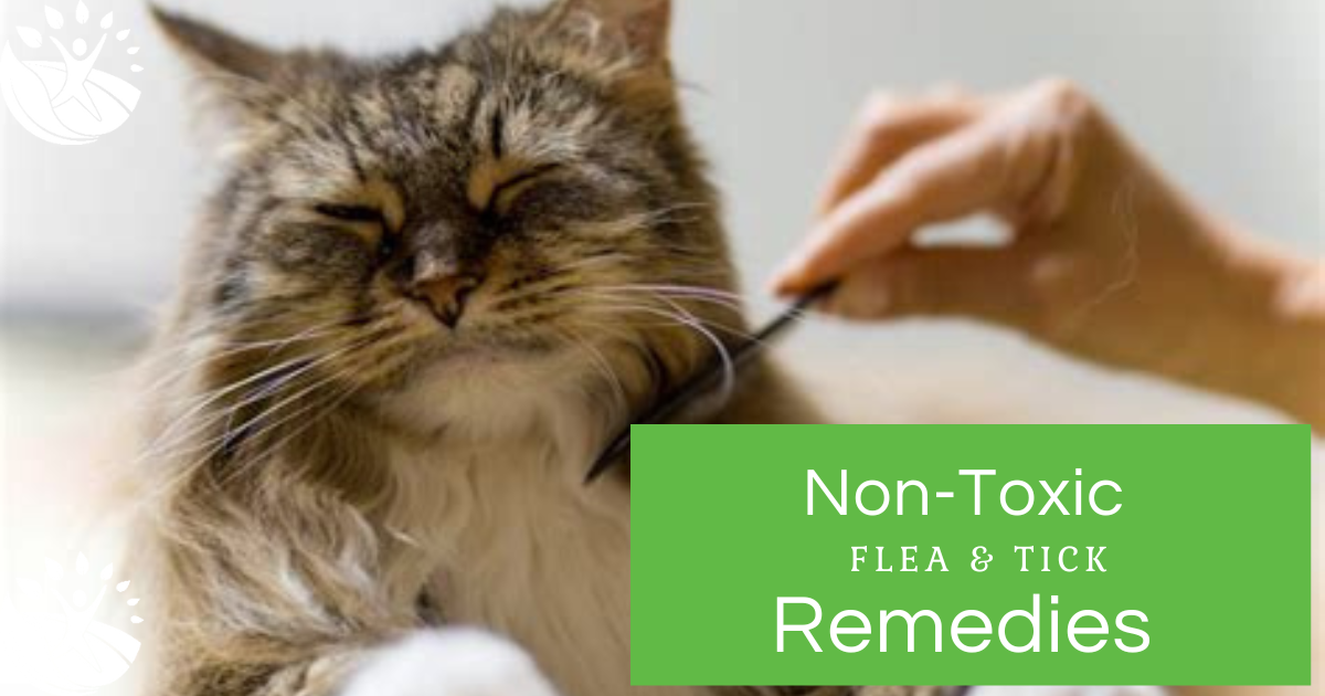 Non-Toxic Flea & Tick Remedies– Wilma Shaw, BCHN, HPHC